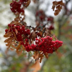 Meet your Posher, Sonal